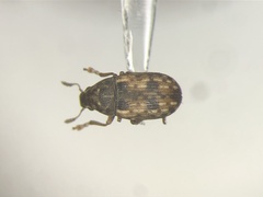 Trigonorhinus sticticus