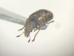 Trigonorhinus sticticus