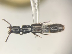 Gyrohypnus angustatus