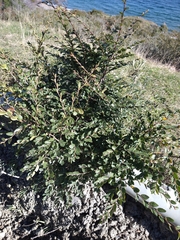 Nothofagus betuloides