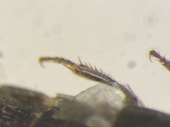 Gyrohypnus angustatus