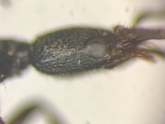 Gyrohypnus angustatus