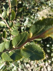 Nothofagus betuloides