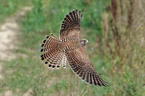 Faucon crécerelle