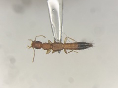 Astenus discopunctatus