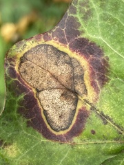 Colletotrichum trichellum