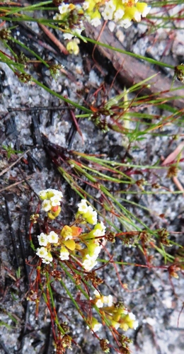 Crassula filiformis