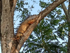 Iguana iguana