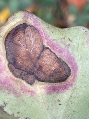Colletotrichum trichellum