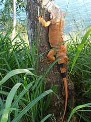 Iguana iguana