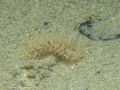 Janolus hyalinus