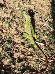 Iguana iguana