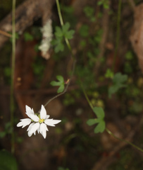 Lithophragma heterophyllum