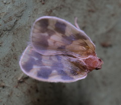 Borysthenes emarginatus