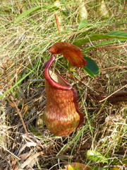 Nepenthes philippinensis