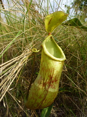 Nepenthes philippinensis