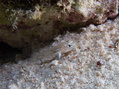 Coryphopterus venezuelae