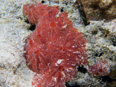 Clathria opalina