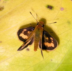 Taractrocera luzonensis