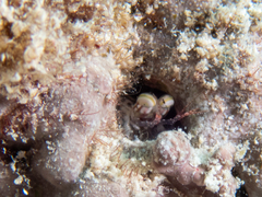 Gonodactylidae