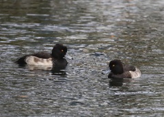 Aythya fuligula