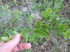 Solanum guineense