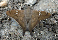 Ectomis octomaculata