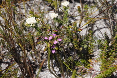 Polygala recognita