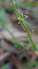 Galium leiocarpum