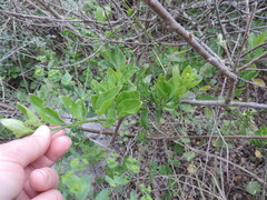 Solanum guineense