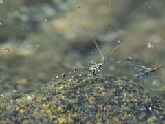 Palaemon debilis