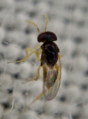 Aphelinidae
