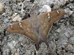 Ectomis octomaculata