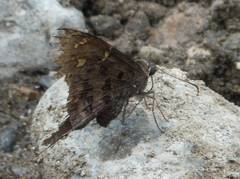 Ectomis octomaculata