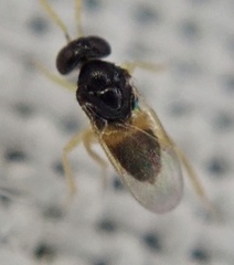 Aphelinidae
