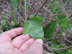 Solanum guineense