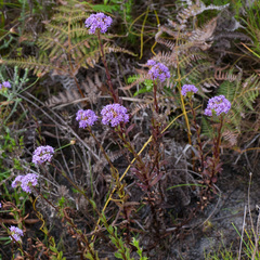 Pseudoselago verbenacea