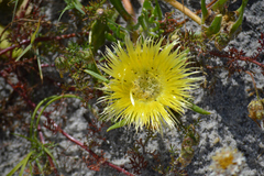 Conicosia pugioniformis