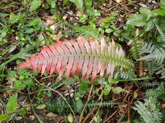 Blechnum punctulatum punctulatum
