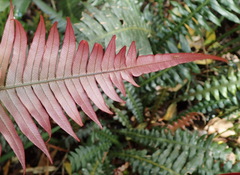 Blechnum punctulatum punctulatum
