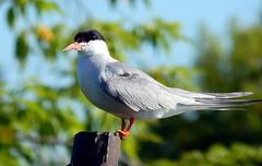Sterna hirundo