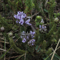 Aspalathus globulosa