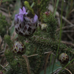 Aspalathus globulosa