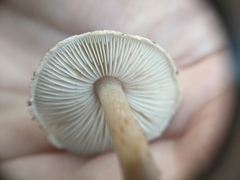 Lepiota grangei