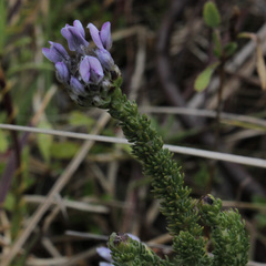 Aspalathus globulosa