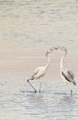 Phoenicopterus roseus