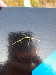 Schoenus maschalinus