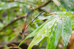 Hetaerina fuscoguttata