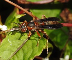 Polistes hirsuticornis