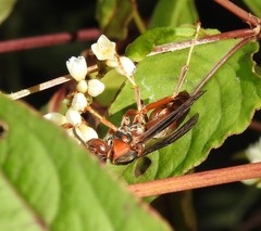 Polistes hirsuticornis